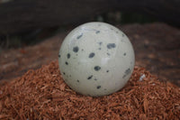 Polished Spotted Leopard Stone Spheres  x 2 From Zimbabwe - Toprock Gemstones and Minerals 