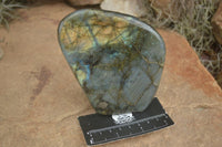 Polished Labradorite Standing Free Forms  x 2 From Tulear, Madagascar - TopRock