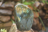 Polished Labradorite Standing Free Forms  x 2 From Tulear, Madagascar - TopRock