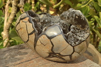 Polished Septerye Sauvage Dragons Egg With White Calcite Crystals On Black Crystalized Calcite x 1 From Mahajanga, Madagascar - TopRock