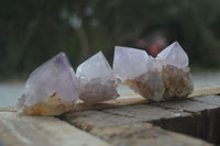 Natural Single Spirit Cactus Quartz Crystals  x 24 From Boekenhouthoek, South Africa - Toprock Gemstones and Minerals 