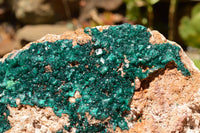 Natural Huge Museum Dioptase Specimen  x 1 From Congo - TopRock