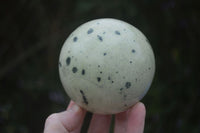 Polished Spotted Leopard Stone Spheres  x 2 From Zimbabwe - Toprock Gemstones and Minerals 