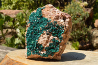 Natural Huge Museum Dioptase Specimen  x 1 From Congo - TopRock