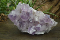 Natural Jacaranda Amethyst Cluster x 1 From Zambia - Toprock Gemstones and Minerals 