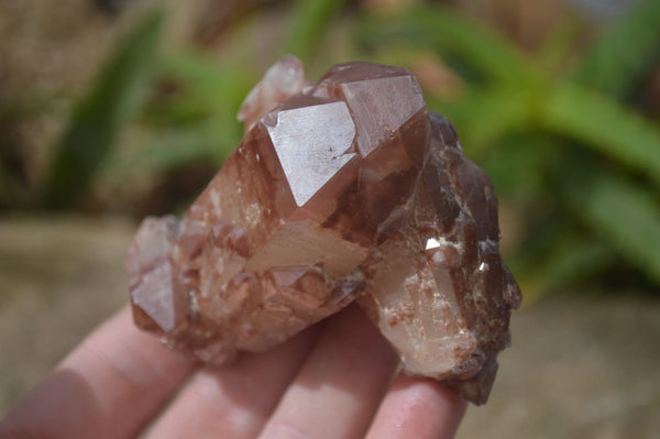 Natural Red Hematoid Quartz Specimens x 12 From Karoi, Zimbabwe