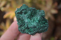 Natural Chatoyant Silky Malachite Specimens  x 12 From Kasompe, Congo