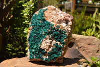 Natural Huge Museum Dioptase Specimen  x 1 From Congo - TopRock