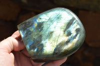 Polished Labradorite Standing Free Forms With Intense Blue & Gold Flash x 3 From Sakoany, Madagascar - TopRock