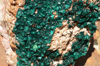 Natural Huge Museum Dioptase Specimen  x 1 From Congo - TopRock