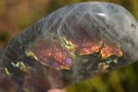 Polished Rare Purple Flash Labradorite Standing Free Forms x 2 From Tulear, Madagascar