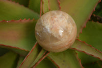 Polished Flashy Peach Moonstone Spheres  x 6 From Madagascar - Toprock Gemstones and Minerals 