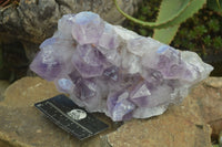 Natural Jacaranda Amethyst Cluster x 1 From Zambia - Toprock Gemstones and Minerals 