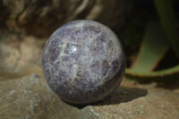 Polished Purple Lepidolite & Rubellite Spheres  x 8 From Madagascar