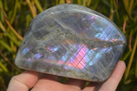 Polished Rare Purple Flash Labradorite Standing Free Forms x 2 From Tulear, Madagascar