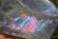 Polished Rare Purple Flash Labradorite Standing Free Forms x 2 From Tulear, Madagascar