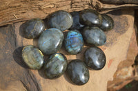 Polished Blue & Gold Labradorite Palm Stones  x 12 From Tulear, Madagascar - Toprock Gemstones and Minerals 