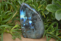 Polished Flashy Labradorite Standing Free Forms  x 3 From Tulear, Madagascar - TopRock