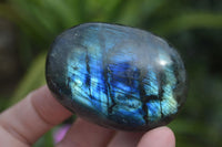 Polished Blue & Gold Labradorite Palm Stones  x 12 From Tulear, Madagascar - Toprock Gemstones and Minerals 