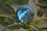 Polished Labradorite Palm Stones  x 20 From Tulear, Madagascar