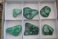 Polished Flower Malachite Free Forms  x 6 From Congo - Toprock Gemstones and Minerals 