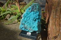 Natural Silica Chrysocolla Specimen x 1 From Congo