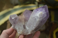 Natural Jacaranda Amethyst Clusters  x 3 From Zambia - Toprock Gemstones and Minerals 