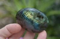 Polished Blue & Gold Labradorite Palm Stones  x 12 From Tulear, Madagascar - Toprock Gemstones and Minerals 