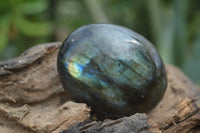 Polished Blue & Gold Labradorite Palm Stones  x 12 From Tulear, Madagascar - Toprock Gemstones and Minerals 