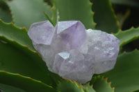 Natural Jacaranda Amethyst Clusters  x 3 From Mumbwa, Zambia - Toprock Gemstones and Minerals 