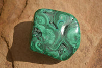 Polished Flower Malachite Free Forms  x 6 From Congo - Toprock Gemstones and Minerals 