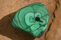 Polished Flower Malachite Free Forms  x 6 From Congo - Toprock Gemstones and Minerals 