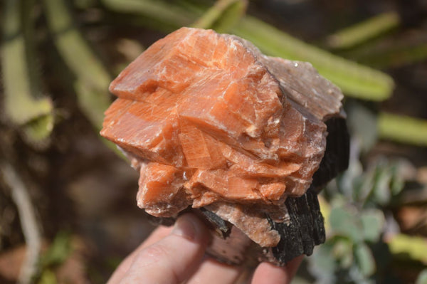 Natural New Sunset Orange Calcite Specimens  x 6 From Spitzkop, Namibia