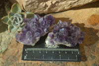 Natural Dark Amethyst Crystal Clusters  x 12 From Zambia