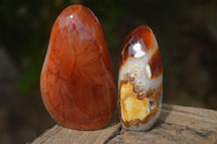 Polished Carnelian Agate Standing Free Forms  x 6 From Madagascar - Toprock Gemstones and Minerals 