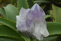 Natural Jacaranda Amethyst Clusters  x 3 From Mumbwa, Zambia - Toprock Gemstones and Minerals 