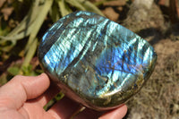 Polished Labradorite Standing Free Forms With Intense Blue & Gold Flash x 3 From Sakoany, Madagascar - TopRock