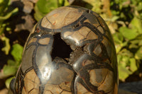 Polished Stunning Septerye Sauvage Dragons Egg x 1 From Mahajanga, Madagascar - TopRock