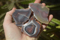 Polished River Agate Nodules  x 12 From Sashe River, Zimbabwe