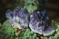 Natural Dark Amethyst Crystal Clusters  x 12 From Zambia