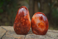 Polished Carnelian Agate Standing Free Forms  x 6 From Madagascar - Toprock Gemstones and Minerals 