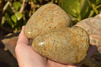 Polished Rare Oceanic Fossil Standing Free Forms  x 3 From Madagascar - TopRock