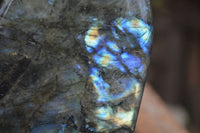 Polished Labradorite Standing Free Forms With Purple & Blue Flash  x 2 From Tulear, Madagascar - Toprock Gemstones and Minerals 