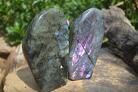 Polished Labradorite Standing Free Forms With Purple & Blue Flash  x 2 From Tulear, Madagascar - Toprock Gemstones and Minerals 