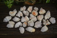 Natural Cactus Flower Spirit Quartz Crystals  x 35 From Boekenhouthoek, South Africa - Toprock Gemstones and Minerals 