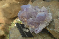 Natural Jacaranda Amethyst Clusters x 2 From Zambia