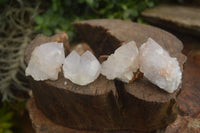 Natural Cactus Flower Spirit Quartz Crystals  x 35 From Boekenhouthoek, South Africa - Toprock Gemstones and Minerals 