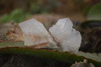 Natural Cactus Flower Spirit Quartz Crystals  x 35 From Boekenhouthoek, South Africa - Toprock Gemstones and Minerals 