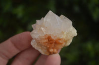 Natural Cactus Flower Spirit Quartz Crystals  x 35 From Boekenhouthoek, South Africa - Toprock Gemstones and Minerals 