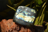 Polished Labradorite Standing Free Forms With Intense Blue & Gold Flash x 3 From Sakoany, Madagascar - TopRock